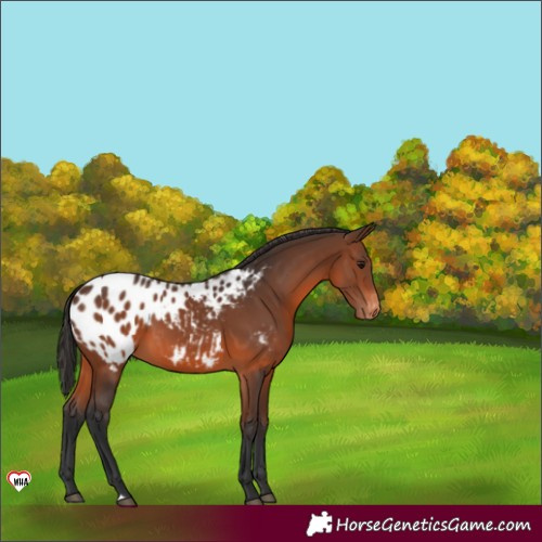 Horse Color:Brown Appaloosa
