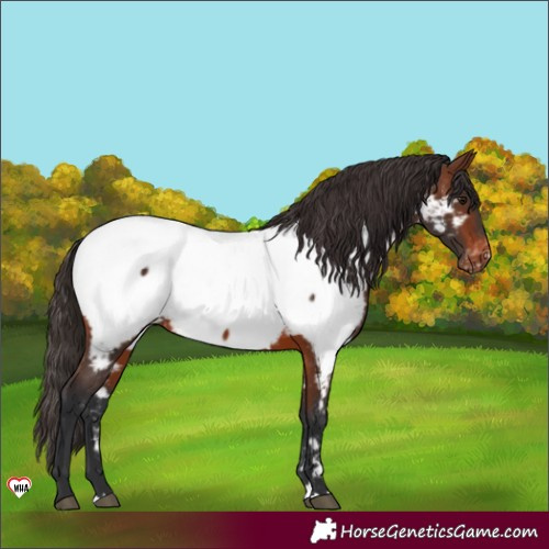 Horse Color:Brown Appaloosa 