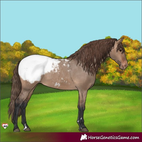 Horse Color:Brown Dun Appaloosa 