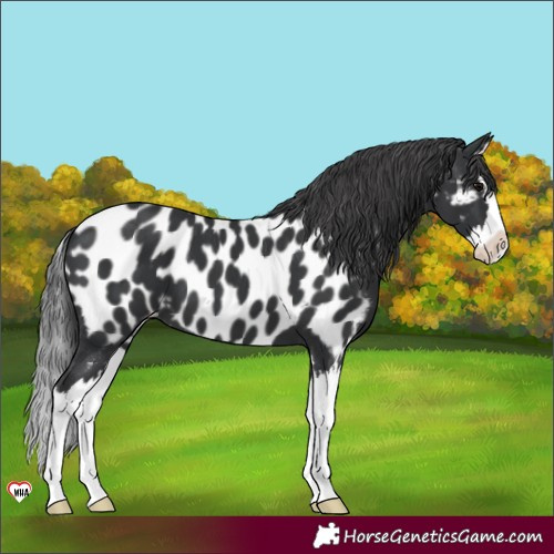 Horse Color:Black Splash Appaloosa 