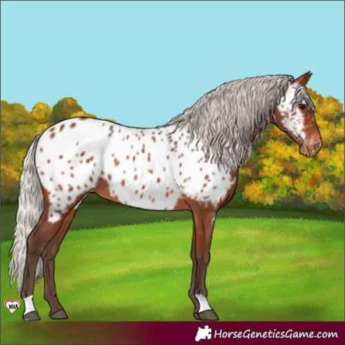 Horse Color:Silver Brown Appaloosa
