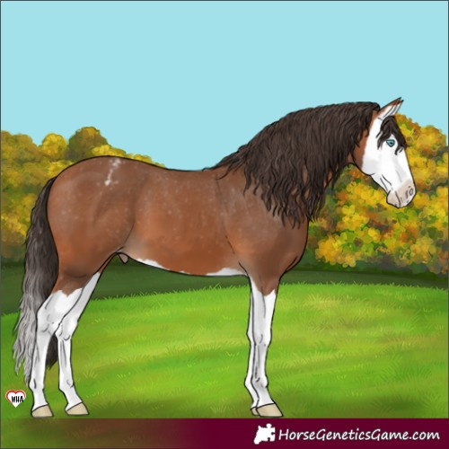 Horse Color:Bay Splash Varnish 