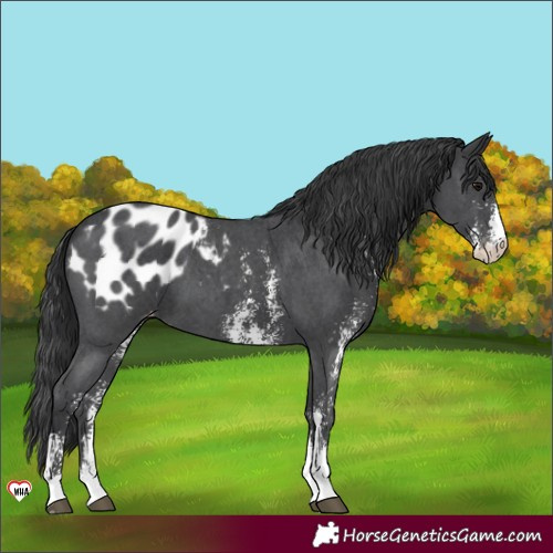 Horse Color:Black Sabino Appaloosa