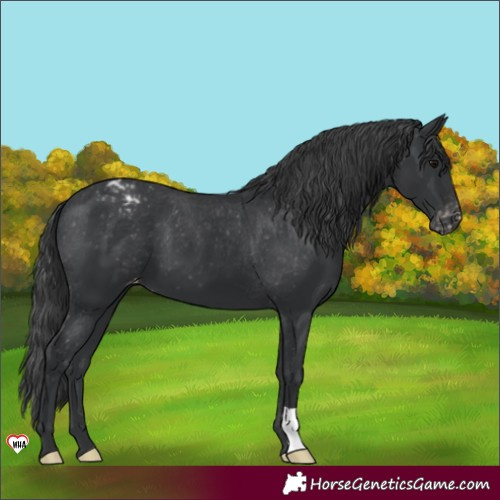 Horse Color:Black Appaloosa 