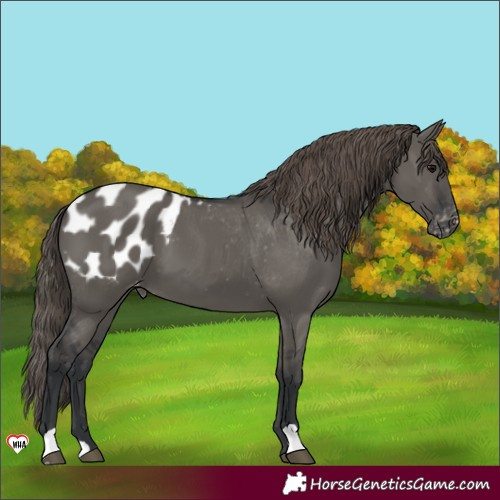 Horse Color:Grullo Blanket 