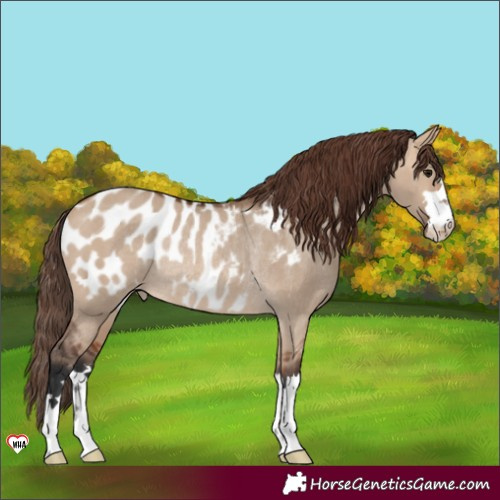 Horse Color:Bay Dun Appaloosa Rabicano 