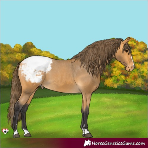 Horse Color:Buckskin Snowcap 