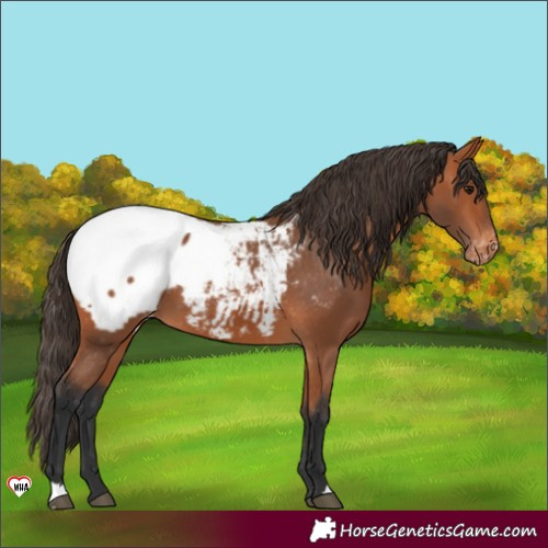 Horse Color:Bay Appaloosa 