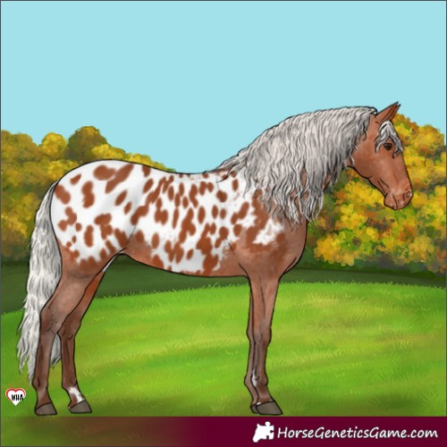 Horse Color:Silver Bay Near Leopard 