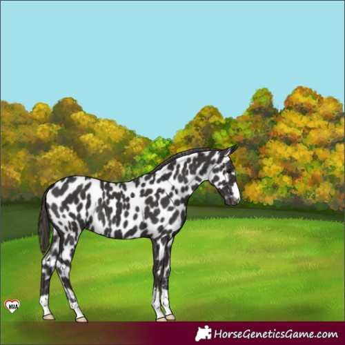 Horse Color:Smoky Black Near Leopard 
