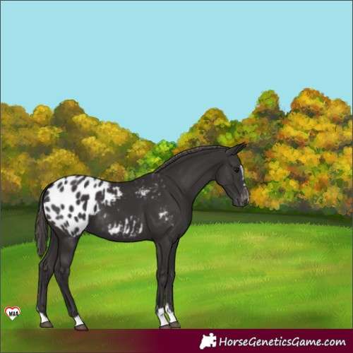 Horse Color:Smoky Black Blanket 