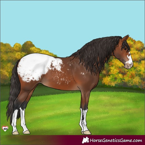 Horse Color:Bay Appaloosa 