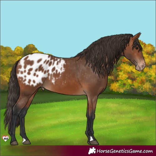 Horse Color:Bay Appaloosa 