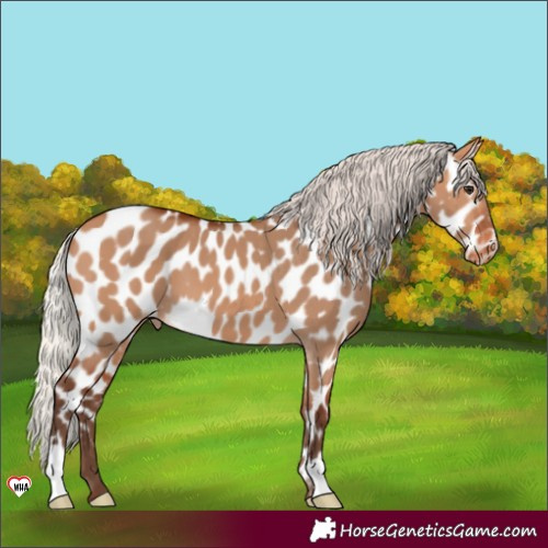 Horse Color:Silver Bay Dun Near Leopard 