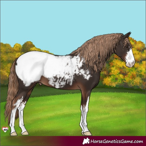 Horse Color:White Spotted Liver Chestnut Snowcap 