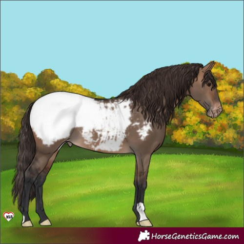 Horse Color:Brown Dun Appaloosa 