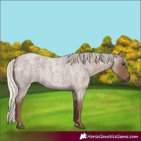 Horse Color:Silver Blue Roan 