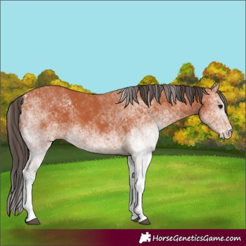 Horse Color:White Spotted Bay 