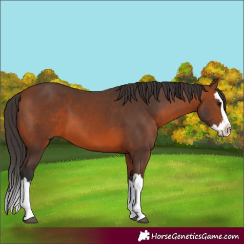 Horse Color:Bay Splash 
