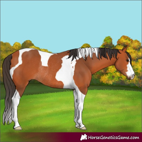 Horse Color:Bay Tobiano Rabicano 