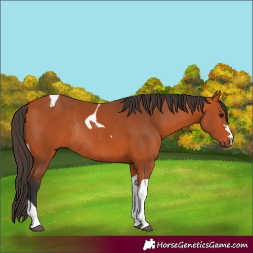 Horse Color:Bay Tobiano Rabicano 