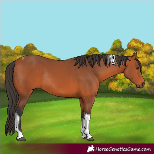 Horse Color:Bay Tobiano Rabicano 