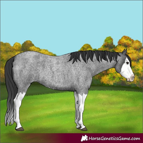 Horse Color:Blue Roan Splash 