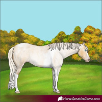 Horse Color:Gray Silver Amber Cream Champagne Roan Dun Splash Tobiano Frame Appaloosa Rabicano 