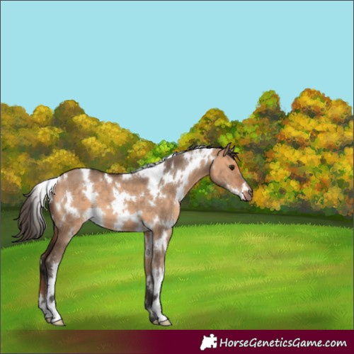Horse Color:White Spotted Bay Dun 