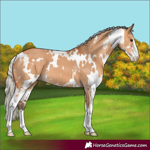 Horse Color:White Spotted Silver Bay Dun Sabino 