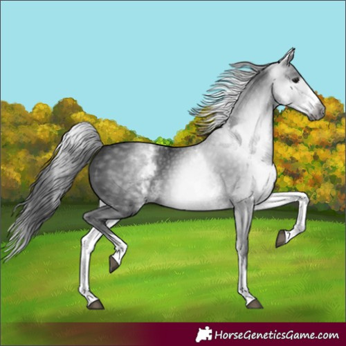 Horse Color:Gray White Spotted Black 