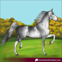 Horse Color:Gray White Spotted Black 