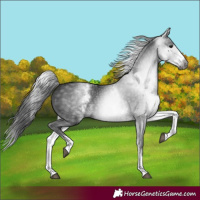 Horse Color:Gray White Spotted Black