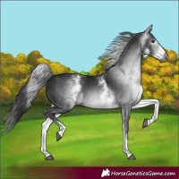 Horse Color:Gray White Spotted Black 