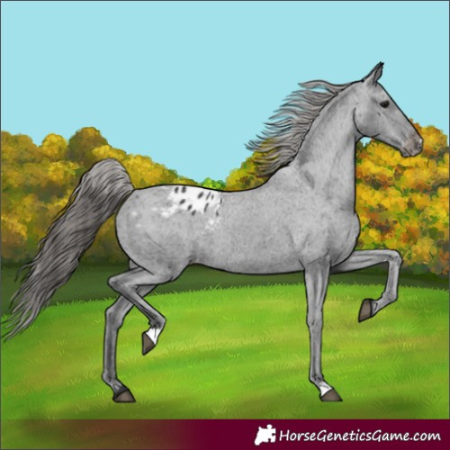 Horse Color:Black Blanket Rabicano 