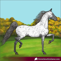 Horse Color:Black Appaloosa