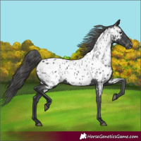 Horse Color:Black Appaloosa 