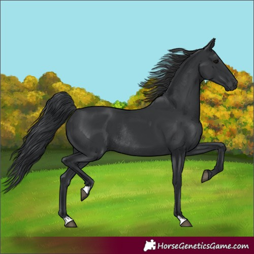 Horse Color:Black Rabicano 