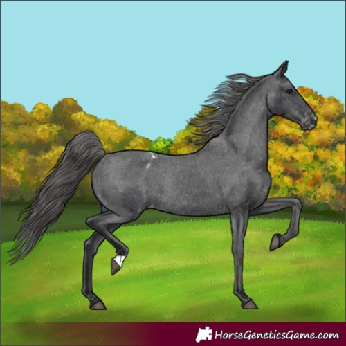 Horse Color:Black Appaloosa Rabicano 