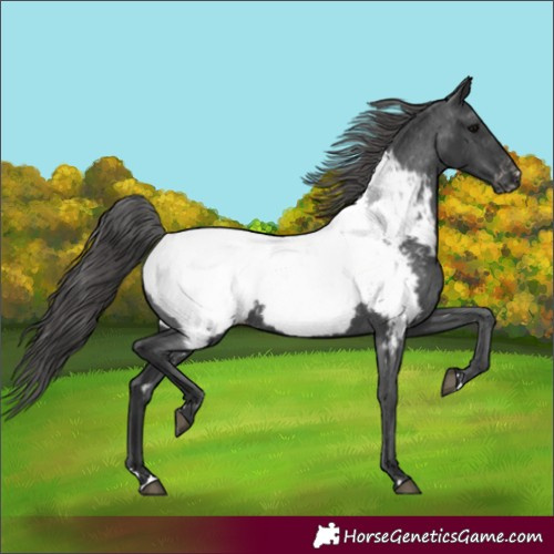 Horse Color:Black Appaloosa Rabicano 