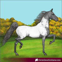 Horse Color:Black Appaloosa Rabicano 