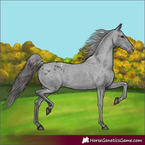 Horse Color:Black Varnish Rabicano 