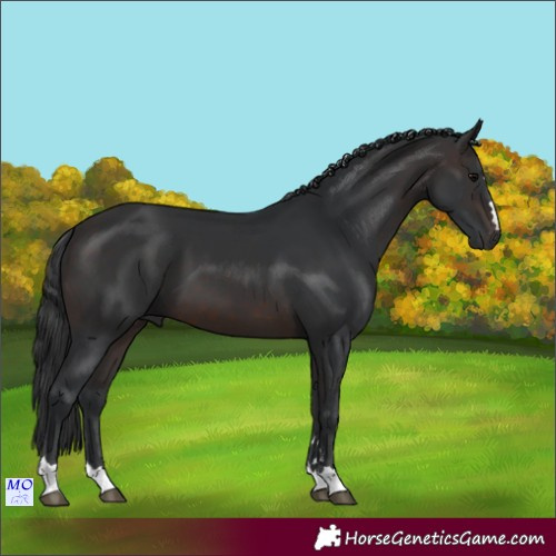 Horse Color:Brown 