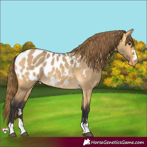 Horse Color:Buckskin Dun Blanket 