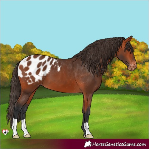 Horse Color:Bay Appaloosa