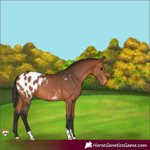 Horse Color:Bay Appaloosa 