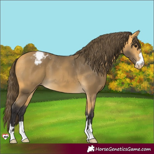 Horse Color:Buckskin Appaloosa