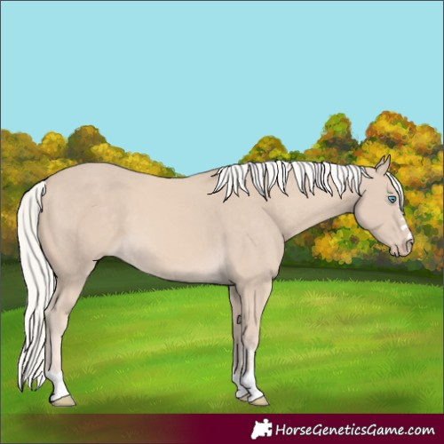Horse Color:Cremello 