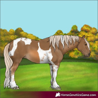 Horse Color:Chocolate Palomino Tobiano 