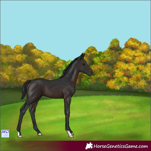 Horse Color:Brown 